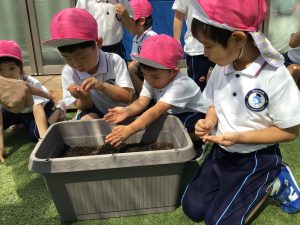 Planting winter vegetables