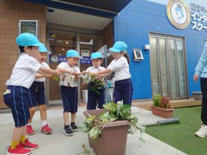 Sweet potato digging