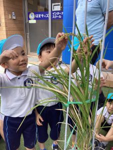Rice planting journal
