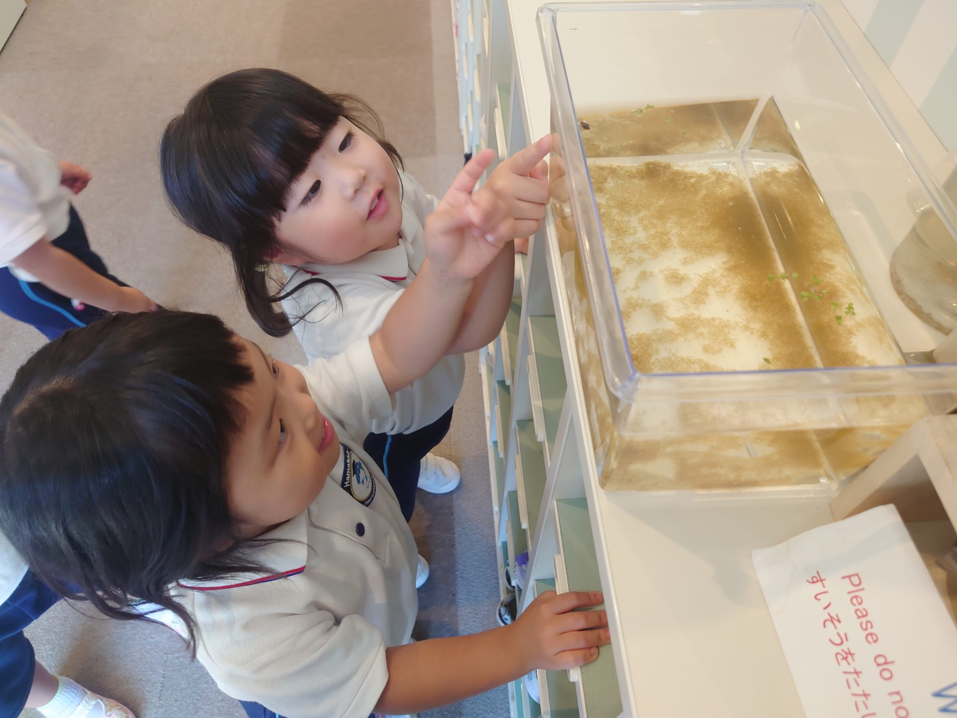 Medaka eggs have hatched