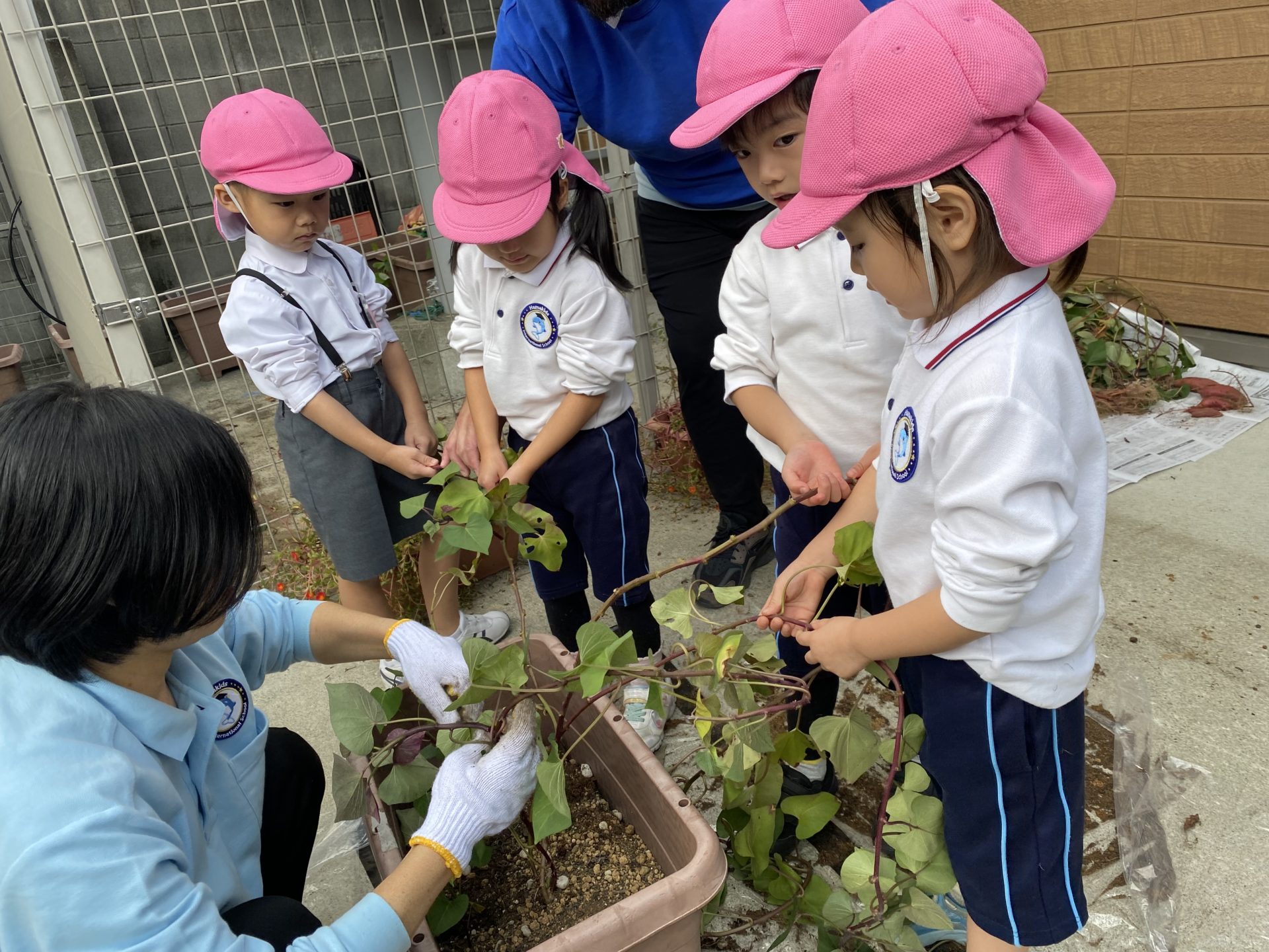 Digging sweet potatoes