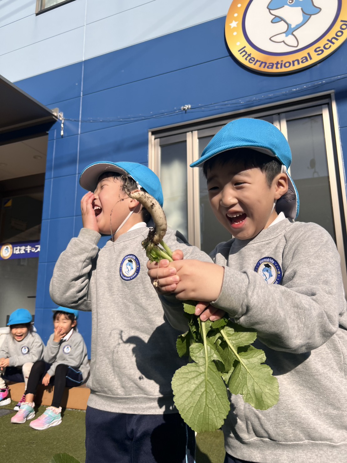 Japanese white raddish